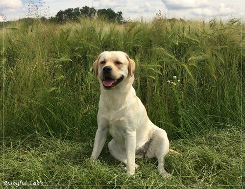 Joyful Lab's Classic Girl - Carla