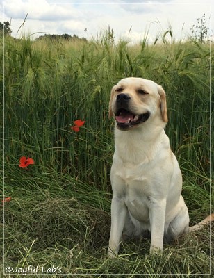 Joyful Lab's Classic Girl - Carla