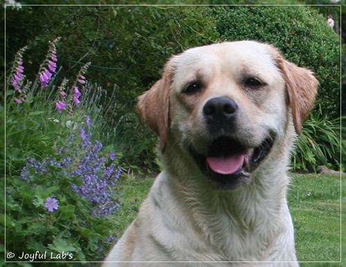 Joyful Lab's Classic Girl - Carla