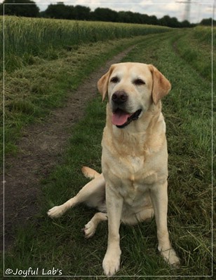 Frieda - Joyful Lab's Always Happy Girl