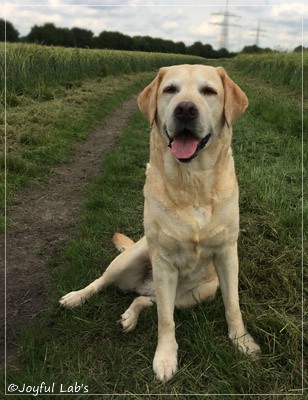 Frieda - Joyful Lab's Always Happy Girl