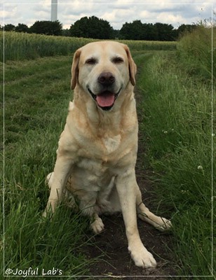 Frieda - Joyful Lab's Always Happy Girl