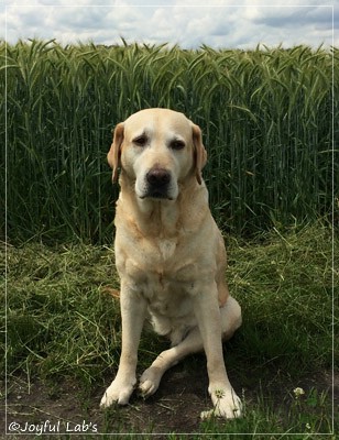 Frieda - Joyful Lab's Always Happy Girl