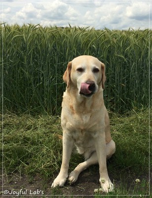 Frieda - Joyful Lab's Always Happy Girl