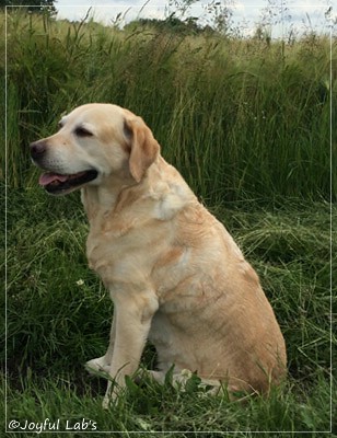 Frieda - Joyful Lab's Always Happy Girl