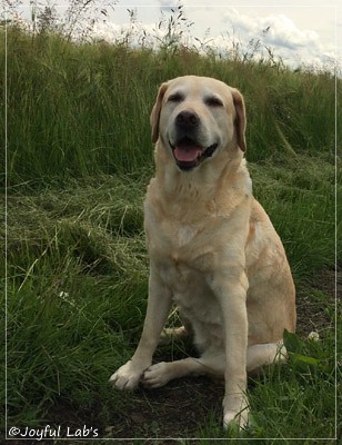 Frieda - Joyful Lab's Always Happy Girl