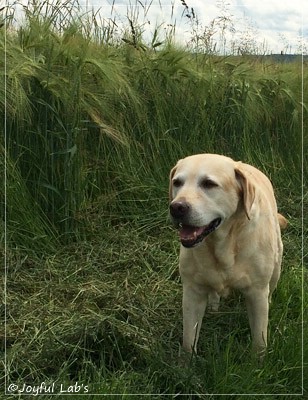 Frieda - Joyful Lab's Always Happy Girl