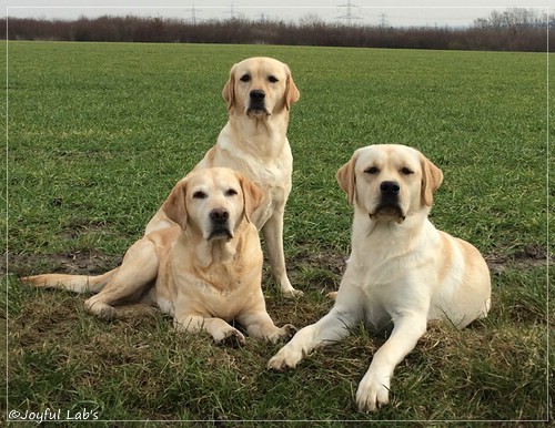 Die Joyful Lab Girls