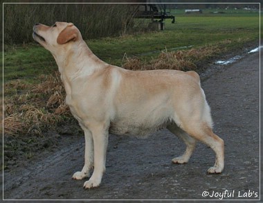 Hanna - Rosefair Joyful Girl