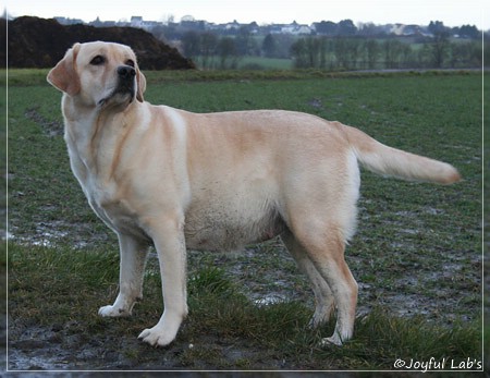 Hanna - Rosefair Joyful Girl