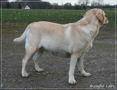 Hanna - Rosefair Joyful Girl