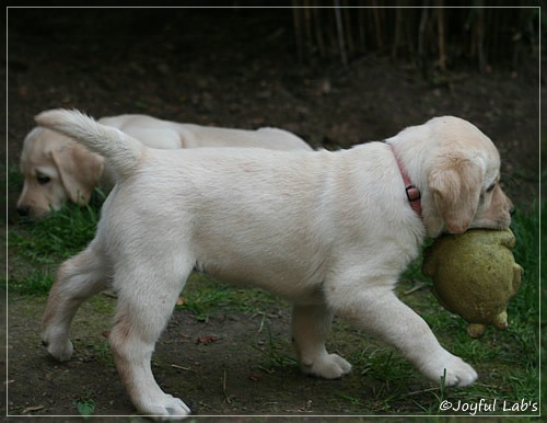 Joyful Lab's Classic Girl "Carla"