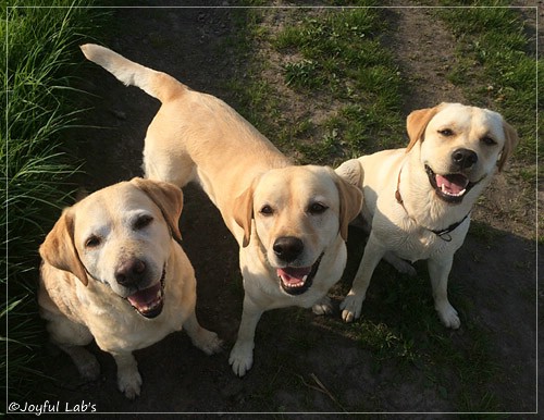 Die Joyful Lab's Girls