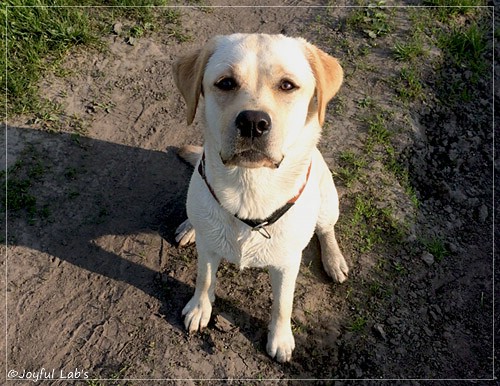 Joyful Lab's Classic Girl - Carla