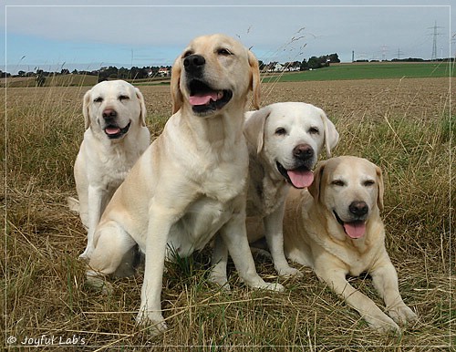 Die Joyful Lab's Girls