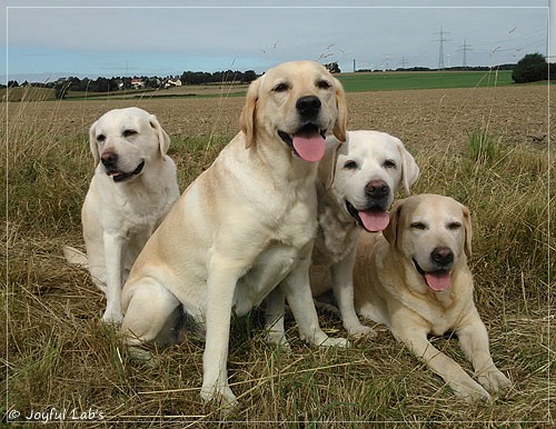 Die Joyful Lab's Girls