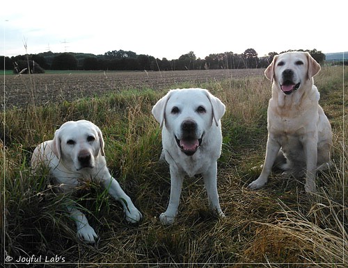 Die Joyful Lab's Girls