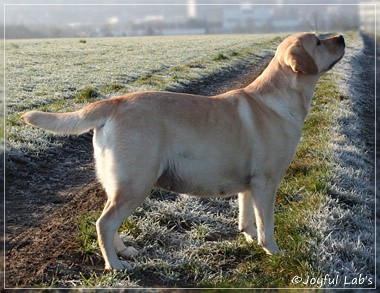 Hanna - Rosefair Joyful Girl