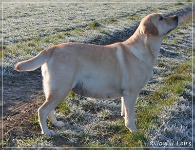 Hanna - Rosefair Joyful Girl