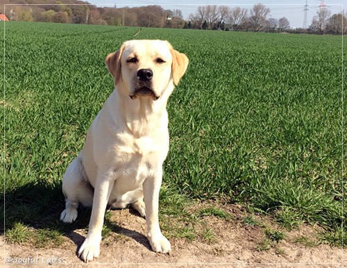 Joyful Lab's Classic Girl - Carla