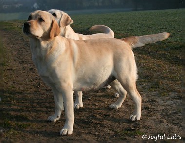 Hanna - Rosefair Joyful Girl