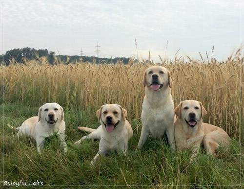 Die Joyful Lab's Girls