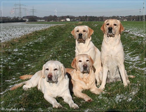 Die Joyful Lab Girls