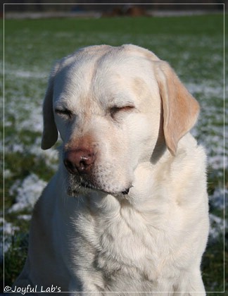 Greta - Joyful Lab's Be Happy Girl