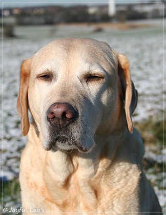 Frieda - Joyful Lab's Always Happy Girl