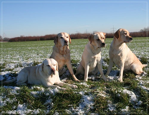 Die Joyful Lab Girls