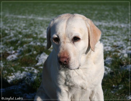 Greta - Joyful Lab's Be Happy Girl