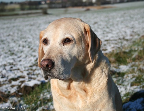 Frieda - Joyful Lab's Always Happy Girl