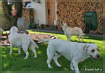 Joyful Lab's zu Besuch in Schaafheim