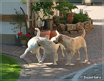 Joyful Lab's zu Besuch in Schaafheim