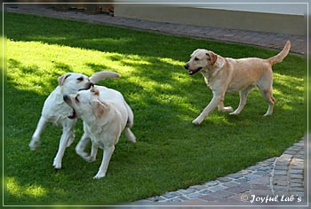 Joyful Lab's zu Besuch in Schaafheim