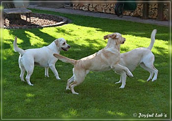 Joyful Lab's zu Besuch in Schaafheim