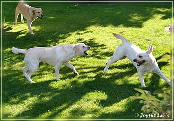 Joyful Lab's zu Besuch in Schaafheim