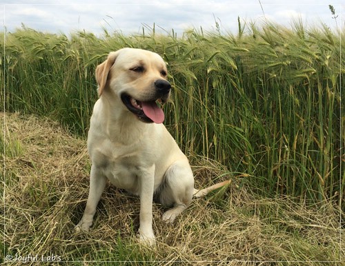 Joyful Lab's Classic Girl - Carla