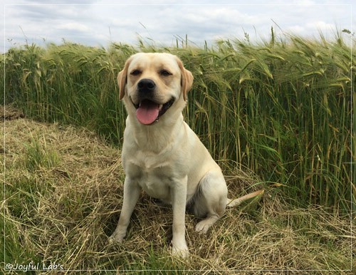 Joyful Lab's Classic Girl - Carla