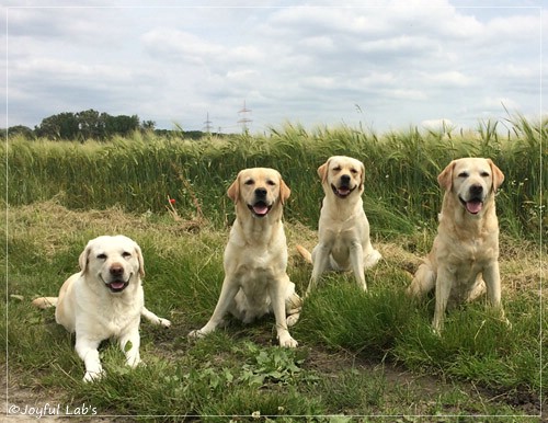 Die Joyful Lab's Girls