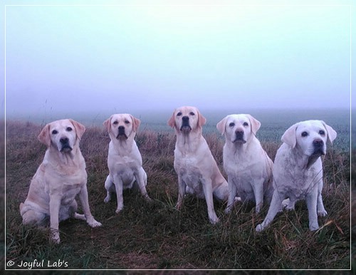 Die Joyful Lab's Girls