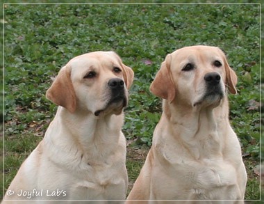 Carla - Joyful Lab's Classic Girl & Hanna - Rosefair Joyful Girl