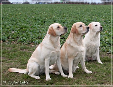 Die Joyful Lab's Girls