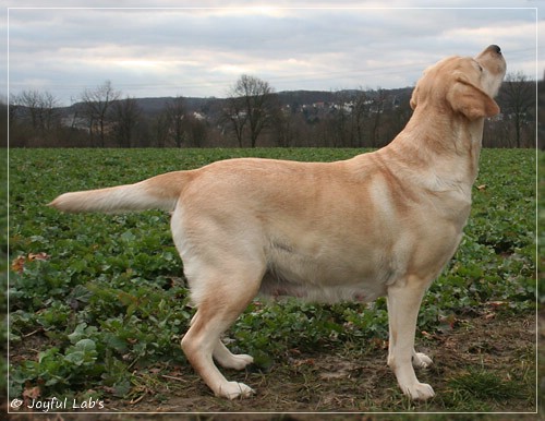 Hanna - Rosefair Joyful Girl