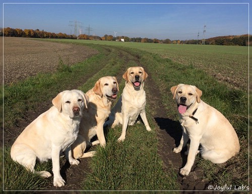 Joyful Lab's Girls