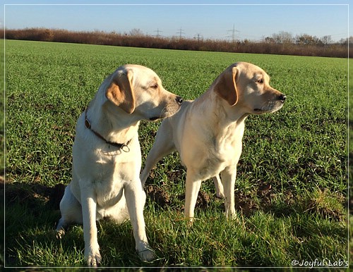 Joyful Lab's Girls