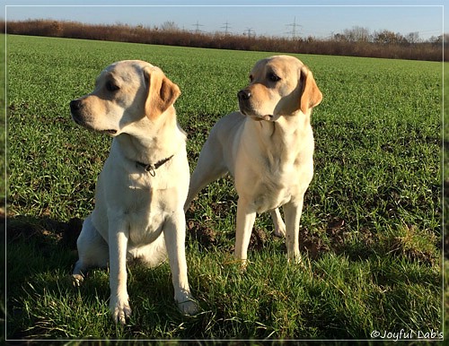 Joyful Lab's Girls