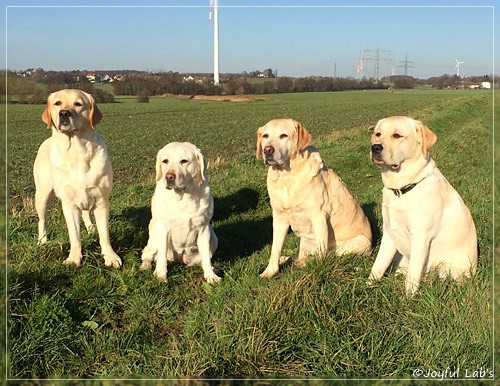 Joyful Lab's Girls