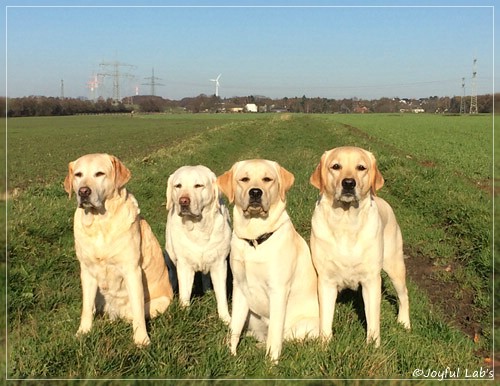 Joyful Lab's Girls