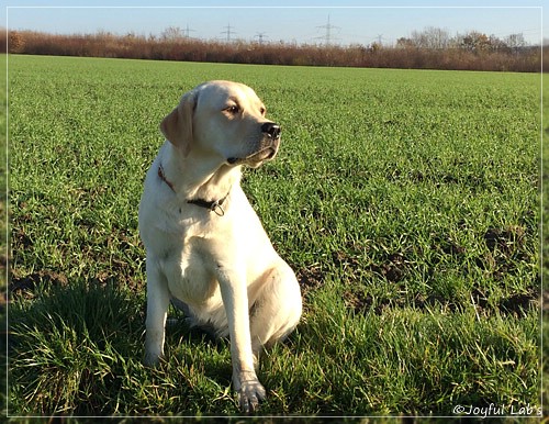 Joyful Lab's Classic Girl "Carla"